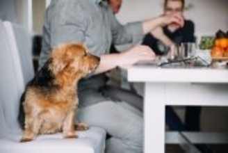 犬が人間のごはんを見てくる理由3つ　食事中に絶対してはいけないタブー行為まで