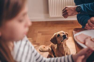 犬が人間のごはんを見てくる理由3つ　食事中に絶対してはいけないタブー行為まで