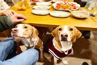 犬が人間のごはんを見てくる理由3つ　食事中に絶対してはいけないタブー行為まで