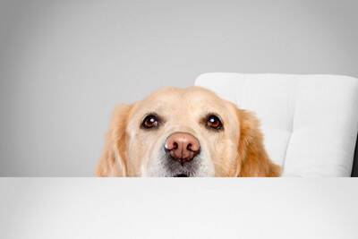 犬が人間のごはんを見てくる理由3つ　食事中に絶対してはいけないタブー行為まで