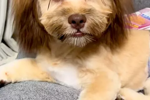 犬のトリミングで『部分的に残して、全体を短くして』とオーダーした結果→衝撃的な『仕上がり』に反響「落ち武者で草」「笑いが止まらんｗｗ」