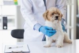 「持病があるけど手術できる？」病気別リスクと安全対策について飼い主が知るべきこと【獣医師執筆】