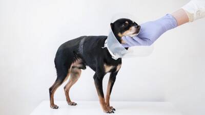 「持病があるけど手術できる？」病気別リスクと安全対策について飼い主が知るべきこと【獣医師執筆】