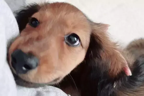 毛がツルツルしている子犬を飼った結果→3年後…想像もできなかった『衝撃的な現在』が16万表示「何があったんだｗｗ」「目は変わってない」