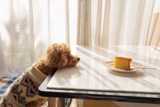 犬が『人に喋りかける』理由4選　鳴いてアピールしてくるときの心理とは？気持ちに応える方法まで