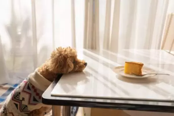 犬が『人に喋りかける』理由4選　鳴いてアピールしてくるときの心理とは？気持ちに応える方法まで