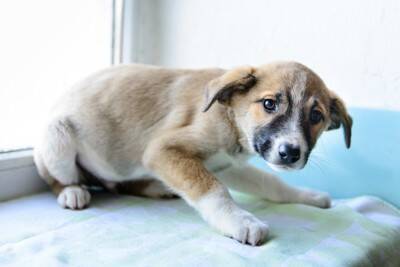 犬が『人に喋りかける』理由4選　鳴いてアピールしてくるときの心理とは？気持ちに応える方法まで
