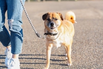 犬を散歩に連れて行くときの『適切な距離・頻度』とは？年齢別の正しい目安まで