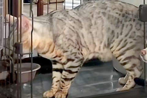 猫がお水を飲んでいたら、なぜか隣で『犬』が静かに…まるで人間のような『律儀すぎる光景』が110万再生「前世日本人？ｗ」「お上品で草」