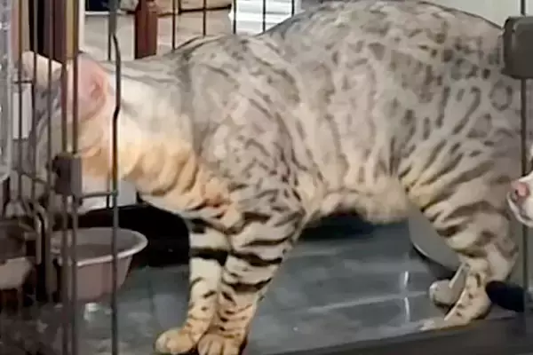 猫がお水を飲んでいたら、なぜか隣で『犬』が静かに…まるで人間のような『律儀すぎる光景』が110万再生「前世日本人？ｗ」「お上品で草」
