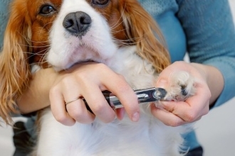 自宅でできる『犬の爪切り方法』とは？飼い主が気をつけるべきポイントまで