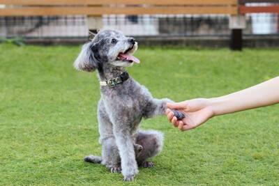 自宅でできる『犬の爪切り方法』とは？飼い主が気をつけるべきポイントまで