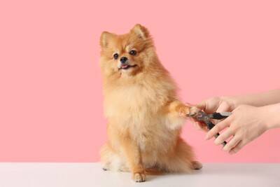自宅でできる『犬の爪切り方法』とは？飼い主が気をつけるべきポイントまで