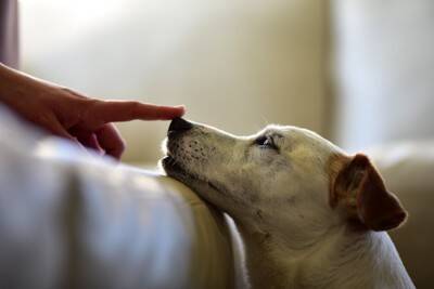 犬が飼い主に『鼻キス』してくる理由5選　どんな意味があるの？執拗にくっつけてくる場合の注意点まで