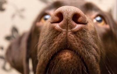 犬が飼い主に『鼻キス』してくる理由5選　どんな意味があるの？執拗にくっつけてくる場合の注意点まで