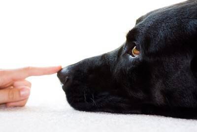 犬が飼い主に『鼻キス』してくる理由5選　どんな意味があるの？執拗にくっつけてくる場合の注意点まで