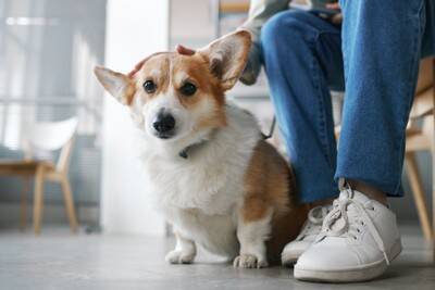 犬からの『愛情度』を測る方法6選　飼い主のことをどう思っている？愛犬から愛されやすい人の特徴まで
