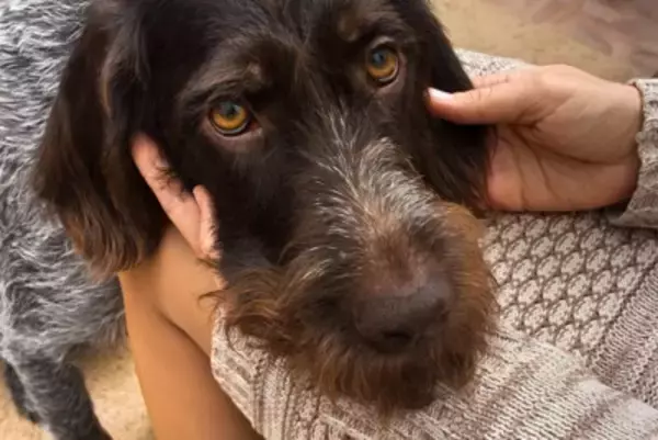 『甘え上手な犬』がみせるサイン7選　愛嬌があるワンコの共通点や愛犬が喜ぶ飼い主の対応まで
