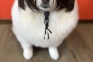 ハロウィンの時期に『犬をトリミングサロンに連れて行った』結果→『仮装写真』が送られてきて…まさかの光景に3万いいね「クセｗ」「表情最高」