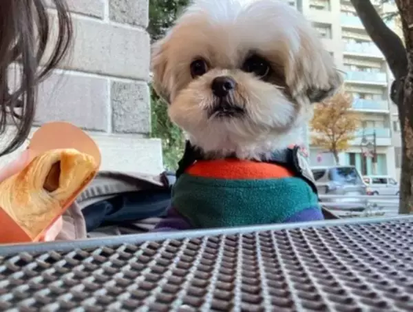 カップルに『可愛いね〜』と褒められた犬→内気すぎて…まさかの『ガン見を続ける光景』に15万いいね「犬あるあるｗ」「アピール上手」と反響