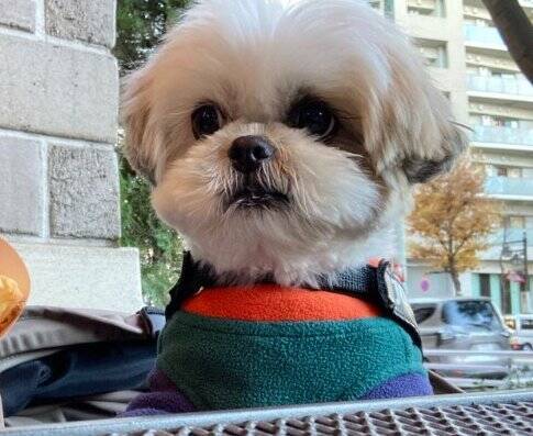 カップルに『可愛いね〜』と褒められた犬→内気すぎて…まさかの『ガン見を続ける光景』に15万いいね「犬あるあるｗ」「アピール上手」と反響