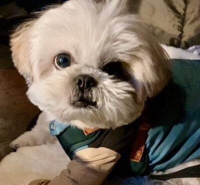 カップルに『可愛いね〜』と褒められた犬→内気すぎて…まさかの『ガン見を続ける光景』に15万いいね「犬あるあるｗ」「アピール上手」と反響