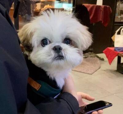 カップルに『可愛いね〜』と褒められた犬→内気すぎて…まさかの『ガン見を続ける光景』に15万いいね「犬あるあるｗ」「アピール上手」と反響