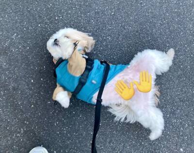 カップルに『可愛いね〜』と褒められた犬→内気すぎて…まさかの『ガン見を続ける光景』に15万いいね「犬あるあるｗ」「アピール上手」と反響