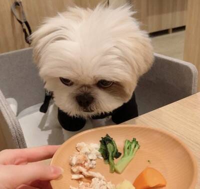 カップルに『可愛いね〜』と褒められた犬→内気すぎて…まさかの『ガン見を続ける光景』に15万いいね「犬あるあるｗ」「アピール上手」と反響