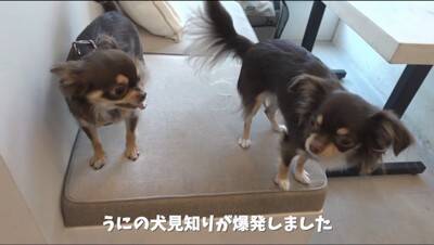 『犬見知り同士のチワワ』を会わせてみた結果…感情爆発で『ブチギレる光景』が2万再生「マイペースで可愛いｗ」「仲良くなれるといいね」の声
