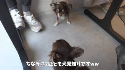 『犬見知り同士のチワワ』を会わせてみた結果…感情爆発で『ブチギレる光景』が2万再生「マイペースで可愛いｗ」「仲良くなれるといいね」の声