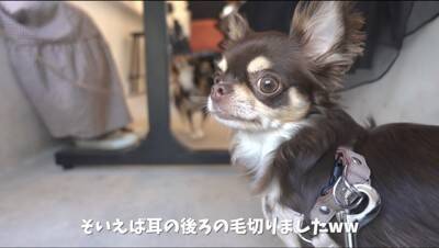『犬見知り同士のチワワ』を会わせてみた結果…感情爆発で『ブチギレる光景』が2万再生「マイペースで可愛いｗ」「仲良くなれるといいね」の声