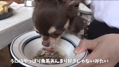 『犬見知り同士のチワワ』を会わせてみた結果…感情爆発で『ブチギレる光景』が2万再生「マイペースで可愛いｗ」「仲良くなれるといいね」の声