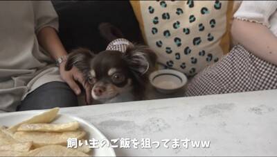 『犬見知り同士のチワワ』を会わせてみた結果…感情爆発で『ブチギレる光景』が2万再生「マイペースで可愛いｗ」「仲良くなれるといいね」の声