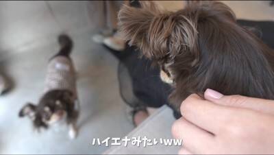 『犬見知り同士のチワワ』を会わせてみた結果…感情爆発で『ブチギレる光景』が2万再生「マイペースで可愛いｗ」「仲良くなれるといいね」の声