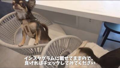 『犬見知り同士のチワワ』を会わせてみた結果…感情爆発で『ブチギレる光景』が2万再生「マイペースで可愛いｗ」「仲良くなれるといいね」の声