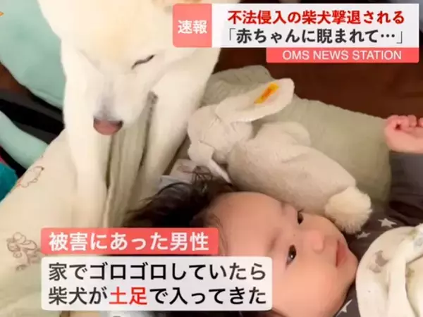 『不法侵入した犬、撃退される』赤ちゃんのベッドに踏み込んだワンコ→まさかの供述が14万再生「なんてかわいい容疑者ｗ」「一緒にいたいんだ」