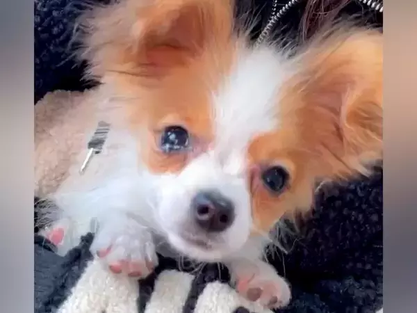 亡くなった犬を想い、泣き続けた女性→ふと子犬を見つけて…涙が止まらない『感動のストーリー』が27万再生「素敵なお話」「運命的な出会い」