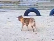 飼い主が高齢のためシェルターに来た『盲目の犬』→現実を受け入れられなくて…あまりにも切ない行動に思わず涙「泣いた」「胸がしめつけられる」