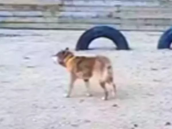 飼い主が高齢のためシェルターに来た『盲目の犬』→現実を受け入れられなくて…あまりにも切ない行動に思わず涙「泣いた」「胸がしめつけられる」