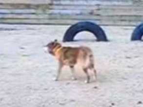 飼い主が高齢のためシェルターに来た『盲目の犬』→現実を受け入れられなくて…あまりにも切ない行動に思わず涙「泣いた」「胸がしめつけられる」