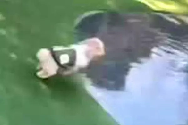 ドッグランで池の周りを走る犬→次の瞬間…まるで芸人のような『まさかのハプニング』が34万再生「絶対笑い取るために行ってるｗ」「ありゃー」