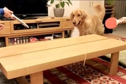 家で卓球をしていたら、横で見ていた大型犬が参加して…まさかの展開と『衝撃の表情』が29万再生「ほっぺ腫れてるみたいｗｗ」「めちゃドヤ顔」