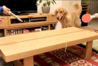 家で卓球をしていたら、横で見ていた大型犬が参加して…まさかの展開と『衝撃の表情』が29万再生「ほっぺ腫れてるみたいｗｗ」「めちゃドヤ顔」