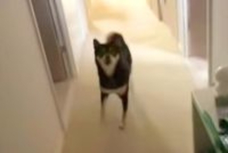 『他の犬に浮気』をして家に帰った結果→お出迎えしてくれた愛犬が…『猛抗議』をする光景に反響「ちゃんと謝罪した方がｗ」「やっちゃったね」