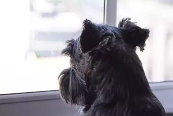 犬が『耳を動かす』理由5つ　耳の状態からわかる愛犬の気持ちや注意点まで解説