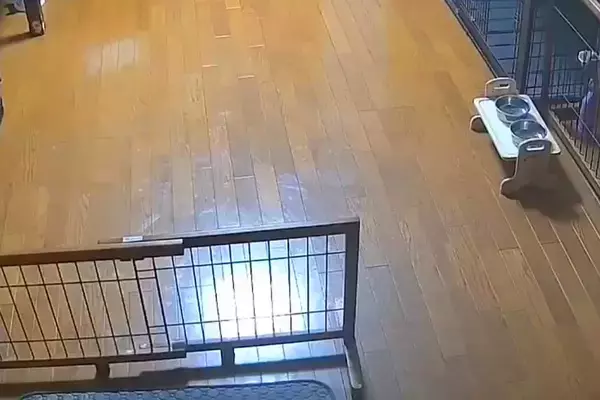 犬の反応『妹が遊びに来た時』と『母に呼ばれた時』を比較した結果→思った以上に『差が激しい光景』がおもしろ可愛いと10万表示の反響