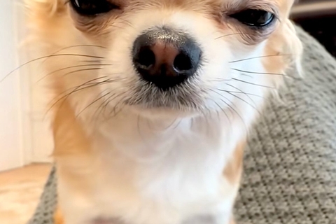 『睡魔と戦うチワワ』がSNSで話題　眠いけれど『必死に起きようとする光景』が6万再生「なんで勝手に眠気と戦うのｗｗ」「可愛くてたまらん」