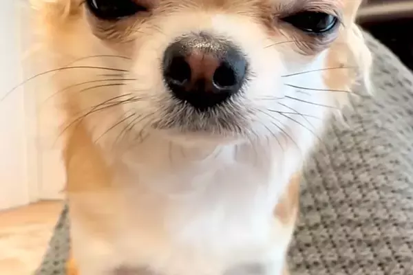 『睡魔と戦うチワワ』がSNSで話題　眠いけれど『必死に起きようとする光景』が6万再生「なんで勝手に眠気と戦うのｗｗ」「可愛くてたまらん」