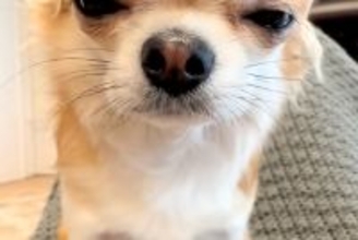 『睡魔と戦うチワワ』がSNSで話題　眠いけれど『必死に起きようとする光景』が6万再生「なんで勝手に眠気と戦うのｗｗ」「可愛くてたまらん」